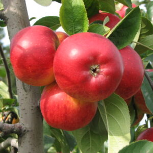 Apfel 'Rubinola'®